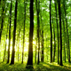Imagen para el artículo titulado La deforestación acelera: solo quedan 422 árboles por cada ser humano